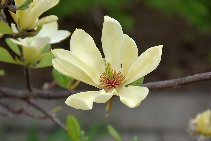 Butterflies Magnolia
