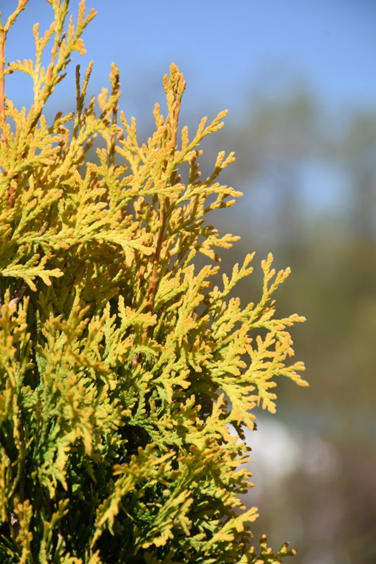 Amber-Gold-Arborvitae-(Thuja-occidentalis)-|-Golden-Evergreen-Shrub-2