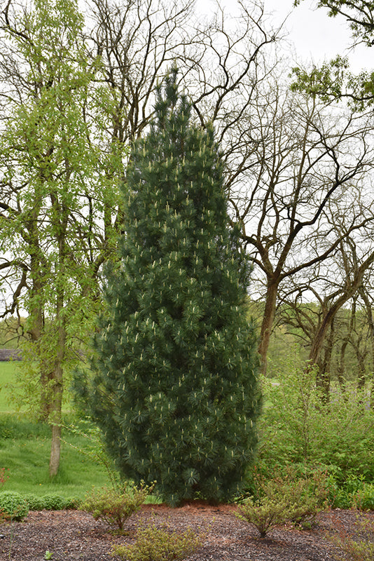 Stowe-Pillar-Eastern-White-Pine