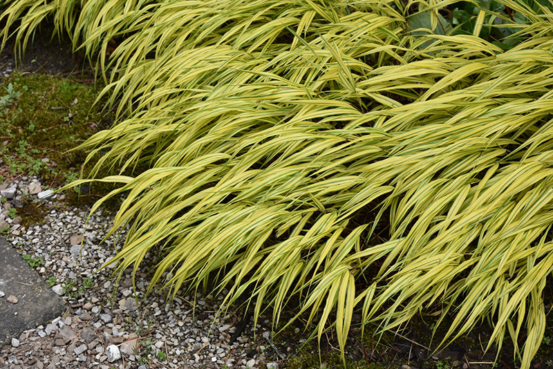 Golden-Variegated-Hakone-Grass