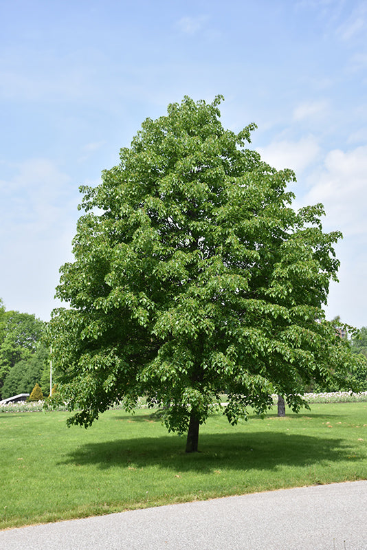 Corinthian-Linden