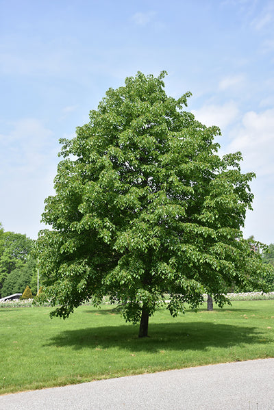 Corinthian-Linden