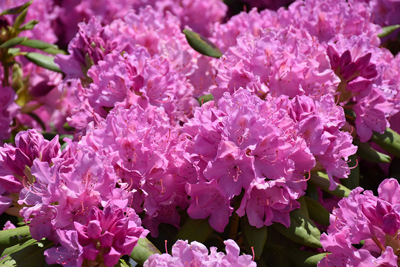 Roseum Elegans Rhododendron