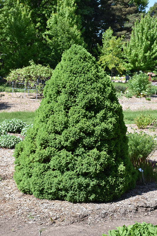 Dwarf-Alberta-Spruce