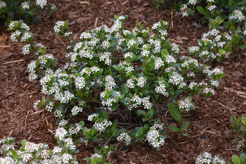 Low-Scape-Mound®-Aronia