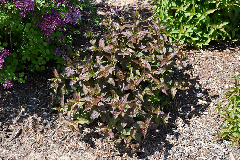 Kodiak® Black Bush Honeysuckle