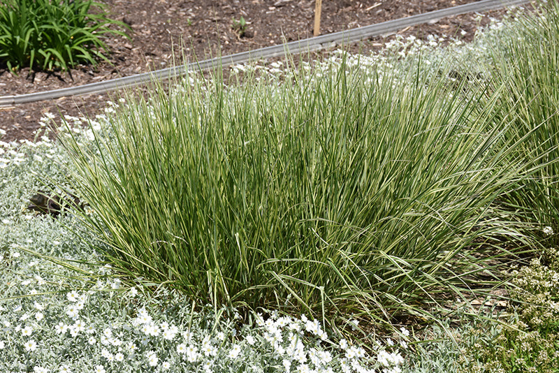 Variegated-Reed-Grass