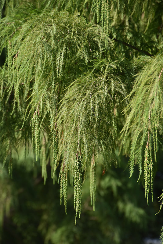 Shawnee Brave Bald Cypress
