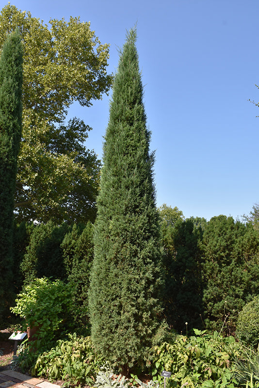 Taylor-Juniper-2