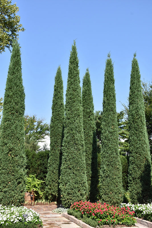 Taylor-Redcedar