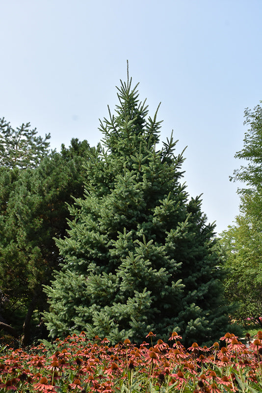 Black Hills Spruce