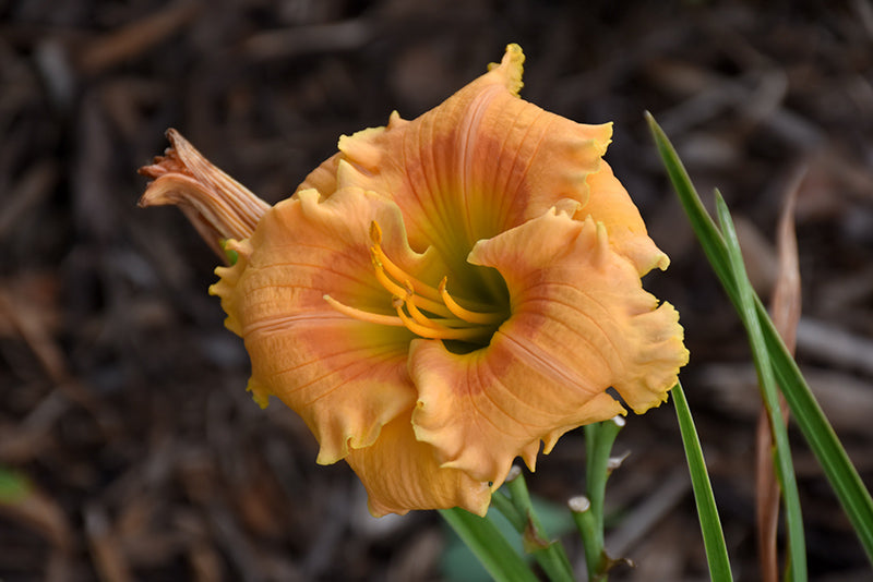Rainbow-Rhythm®-Orange-Smoothie-Daylily