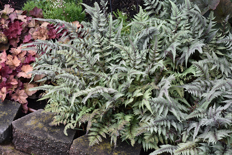 Japanese-Painted-Fern-(#1)