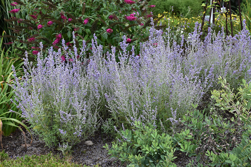 Blue-Jean-Baby-Russian-Sage-(#1)-2