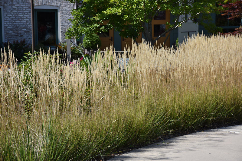 Karl Foerster Reed Grass (#3)