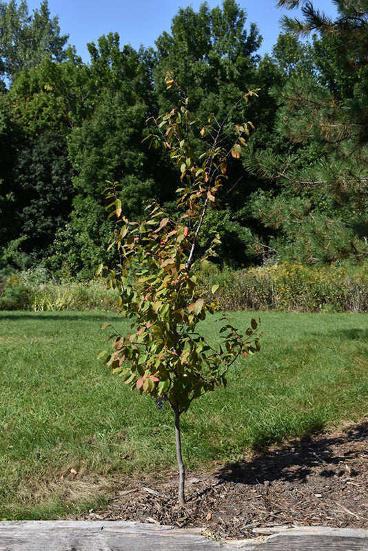Fire-King™-Hornbeam