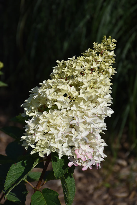 Berry-White-Hydrangea-(Standard-Tree-Form)