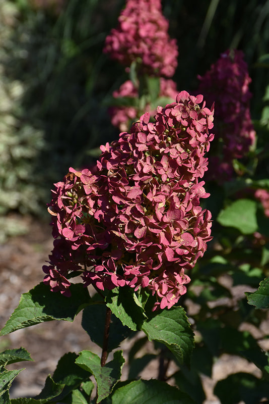 Berry White Hydrangea (Standard Tree Form)