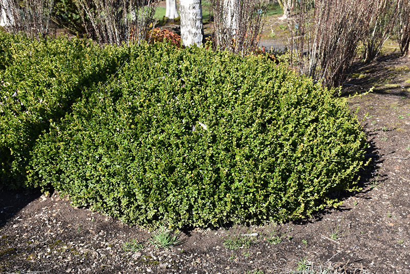 Winter-Gem-Boxwood