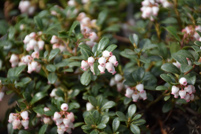 Massachusetts-Bearberry