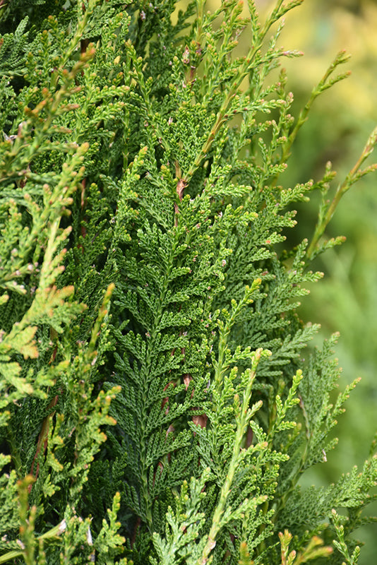 Virescens-Red-Cedar-2