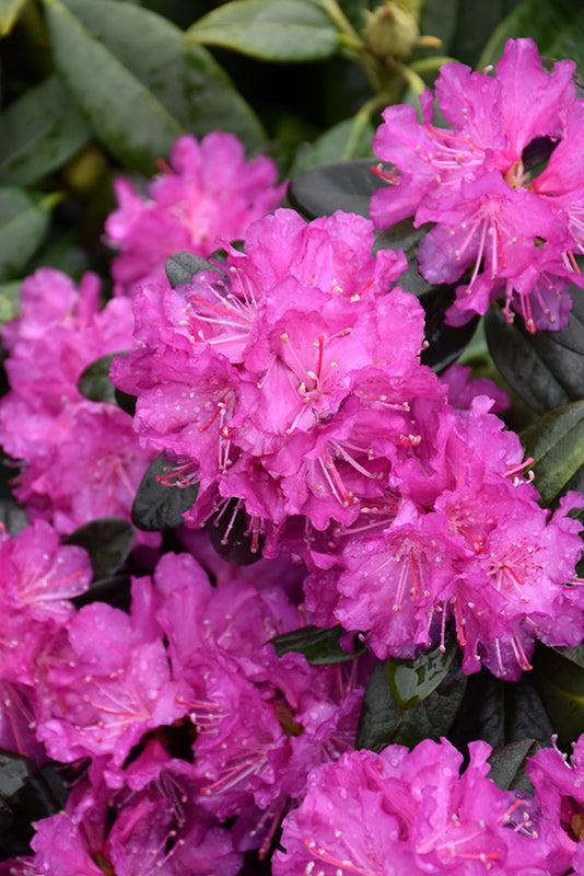 PJM Elite Star Rhododendron