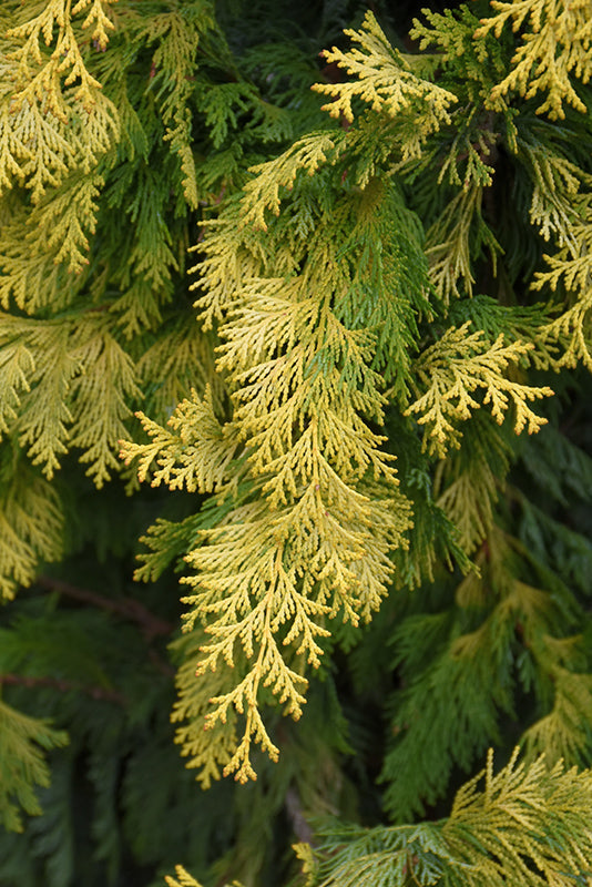 Cripps Gold Falsecypress