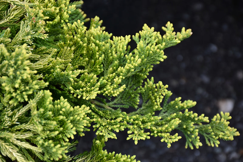 Golden-Wiltonii-Creeping-Juniper
