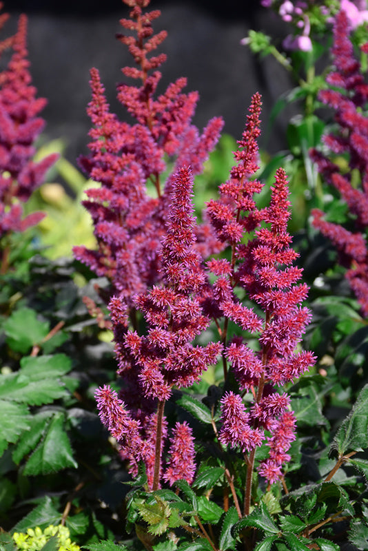 Visions-in-Red-Chinese-Astilbe