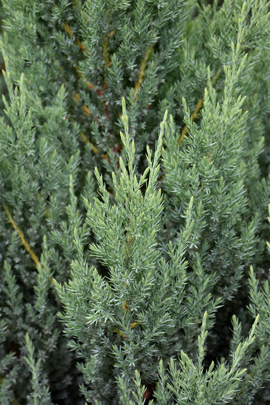 Blue-Point-Juniper