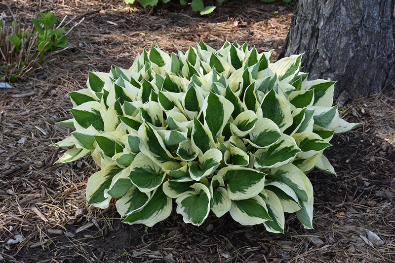 Patriot-Hosta