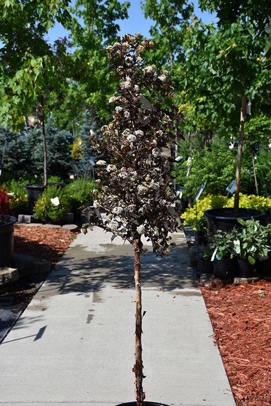 Diabolo®-Ninebark-Tree-Form