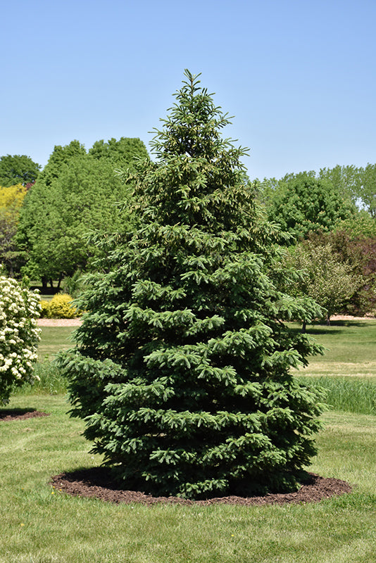 Black-Hills-Spruce