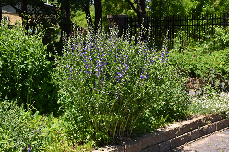 False Indigo (#1)