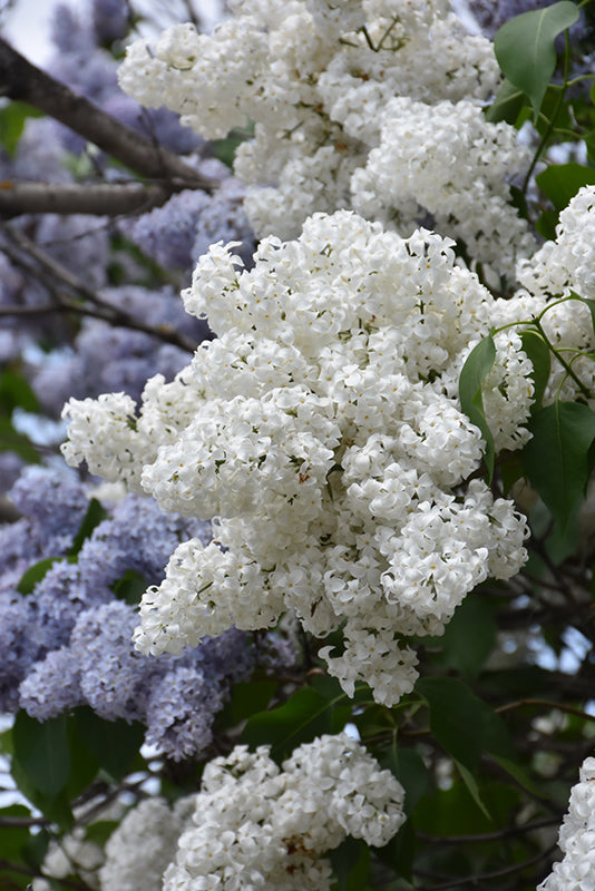 White-Lilac