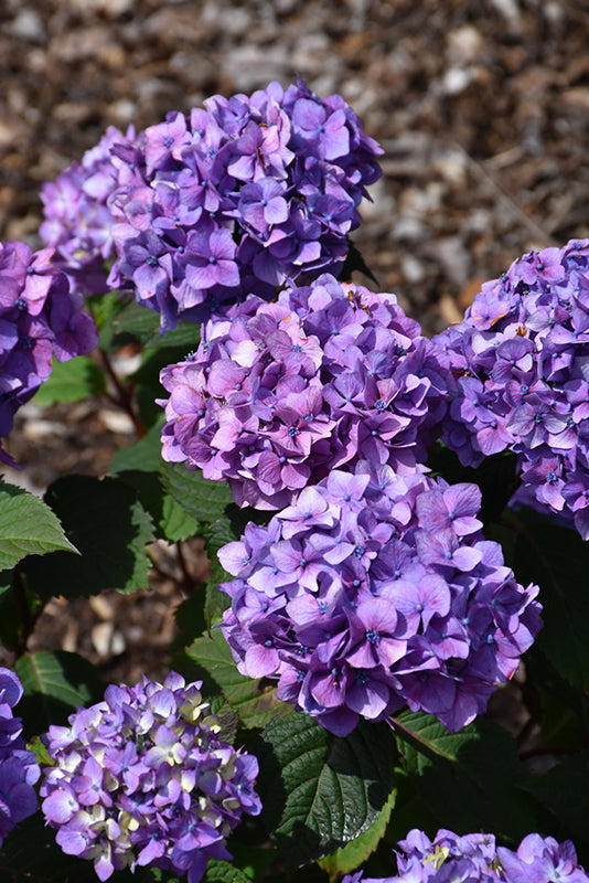 BloomStruck® Hydrangea