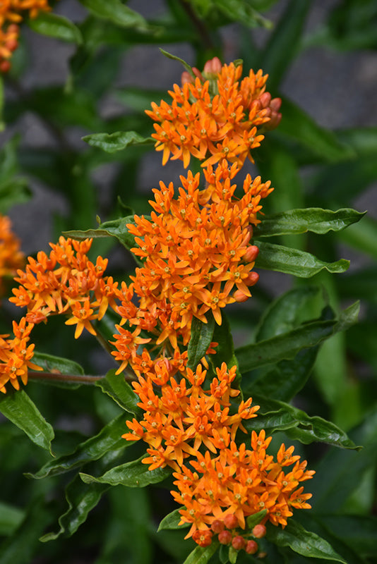 Butterfly-Weed