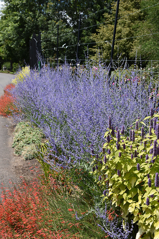 Russian-Sage-(#1)