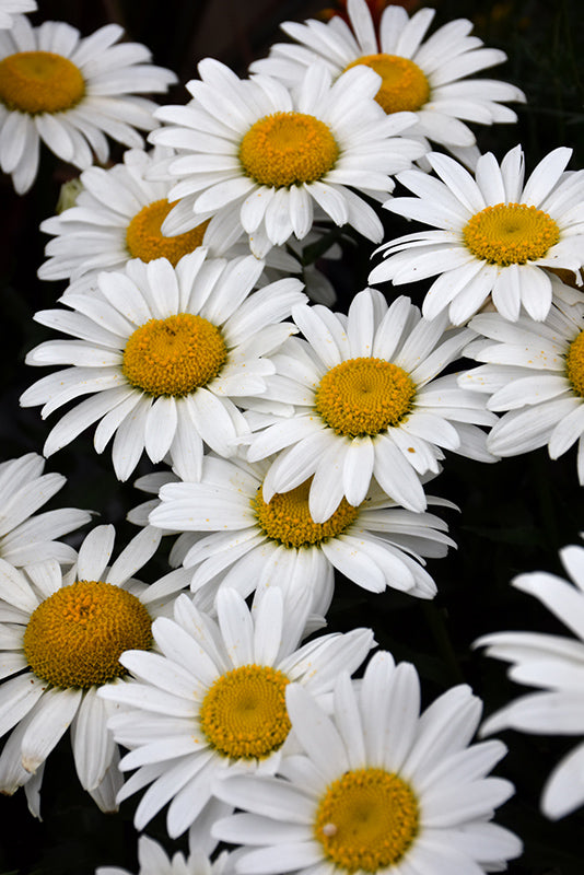 Snowcap-Shasta-Daisy