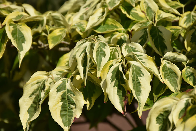 Celestial-Shadow-Flowering-Dogwood