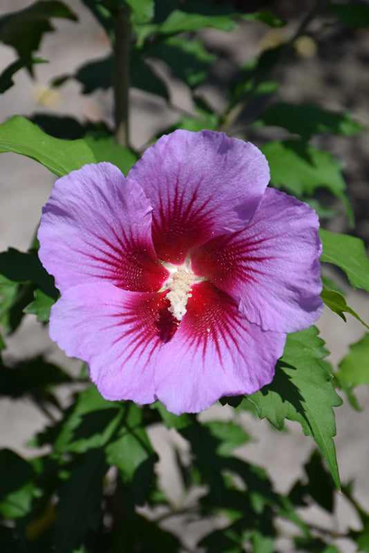 Purple-Pillar®-Rose-of-Sharon