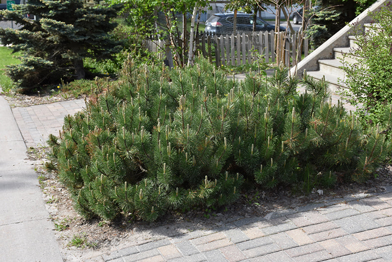 Pumillo Dwarf Mugo Pine