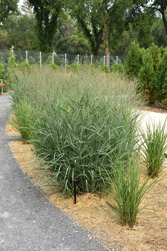 Heavy-Metal-Blue-Switch-Grass
