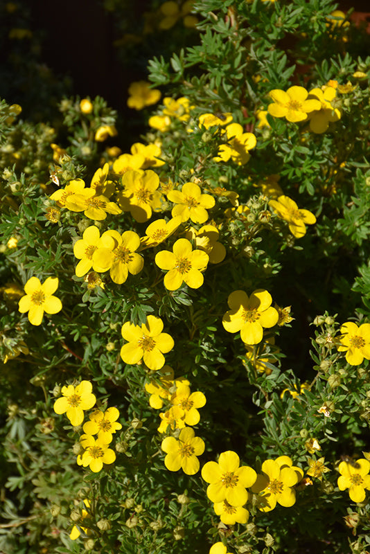 Goldfinger-Potentilla