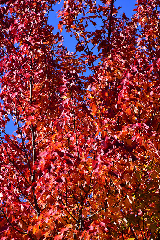 Red Maple