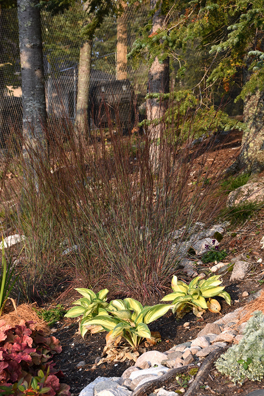 The-Blues-Little-Bluestem