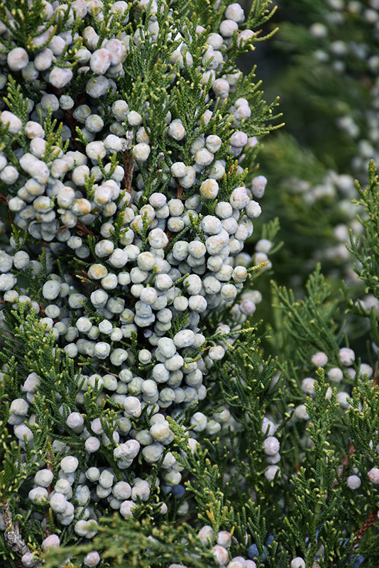 Fairview Juniper