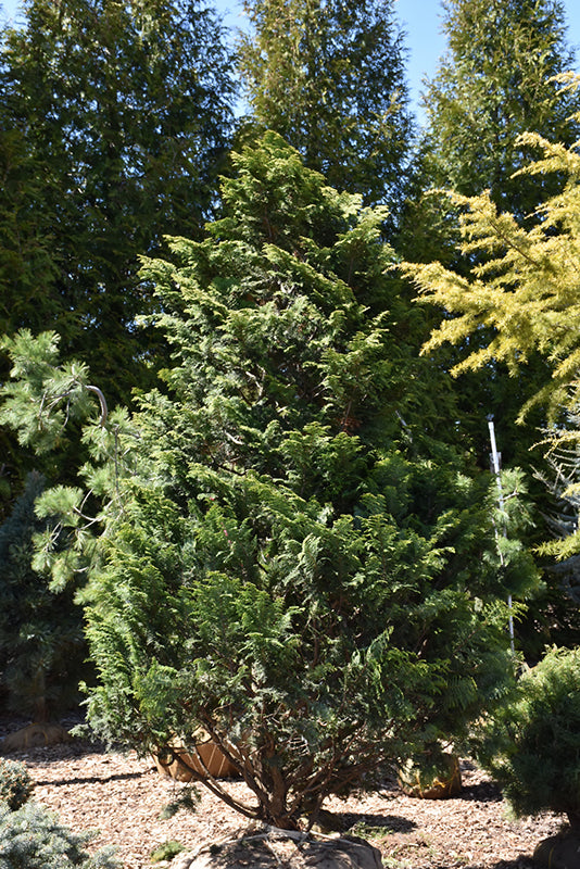 Graciosa-Hinoki-Falsecypress