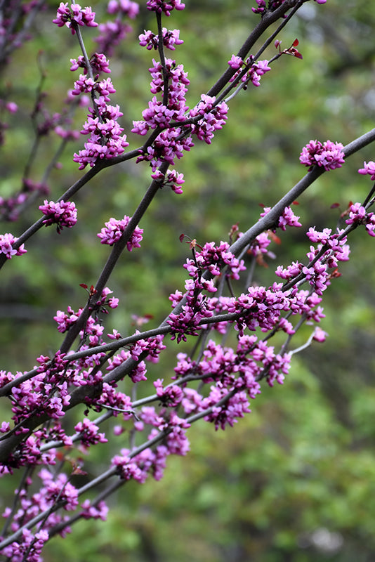 Merlot-Redbud-2