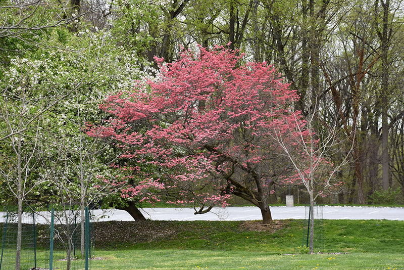 Cherokee-Chief-Dogwood